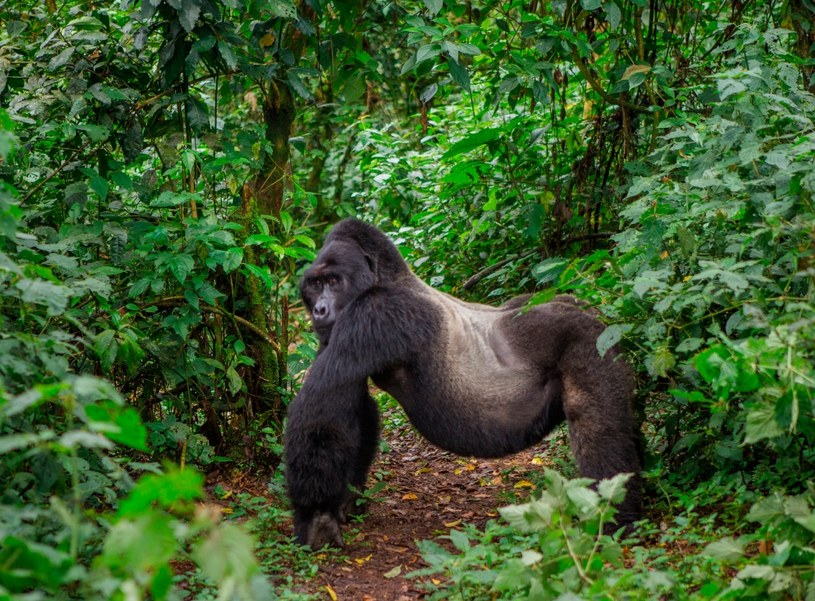 Takie widoki zawdzięczamy Dian Fossey /Andrey Gudkov /AFP