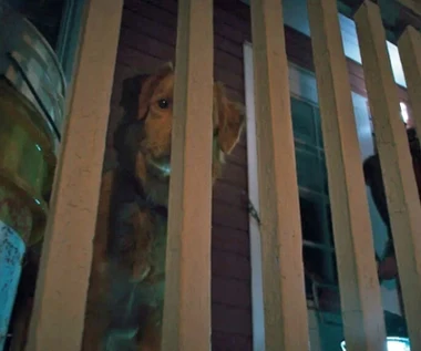 Takiego horroru jeszcze nie było. Prawdziwe ciarki na plecach