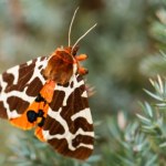 organiczny związek chemiczny