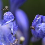 Takiego sposobu jeszcze nie było. Grzyb działa na komary jak broń