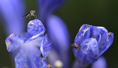 Takiego sposobu jeszcze nie było. Grzyb działa na komary jak broń