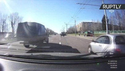 Takiego widoku kierowcy się nie spodziewali. Z ciężarówki wypadła krowa