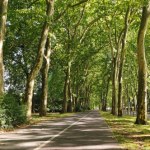 Takiej decyzji w sprawie drzew nie było. Ludzie zdecydowali w referendum