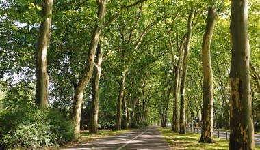 Takiej decyzji w sprawie drzew nie było. Ludzie zdecydowali w referendum