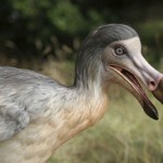 Takiej głowy nie miał żaden ptak. Skanują 75 gatunków, by ją znaleźć