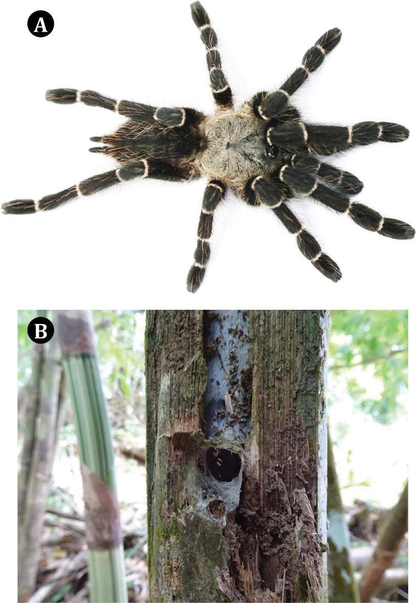 Taksinus bambus (A) w naturalnym środowisku, czyli bambusowej norze (B) /ZooKeys /materiały prasowe