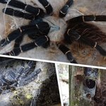 Taksinus bambus - bambusy skrywały nieznany gatunek tarantuli