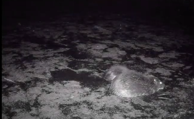 Tama sama się nie zrobi. Leśnicy nagrali, jak pracują bobry 