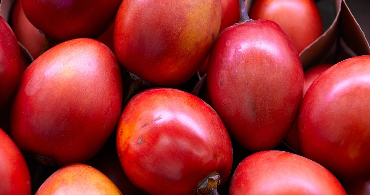 Tamarillo to w Polsce mało znany owoc egzotyczny. Posiada wiele cennych właściwości /Pixel