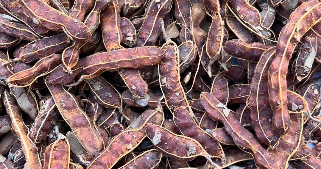 Тамаринд - екзотичній плід, що набуває популярності завдяки оригінальному смаку та корисним властивостям /Domena publiczna