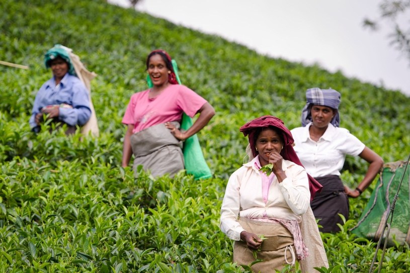 Tamilskie kobiety sprawnymi ruchami zrywają z krzaczków herbaty najbardziej aromatyczne dwa najmłodsze listki i pączek. Tamilowie przybyli tu z południowych Indii i stanowią niecałe 10 proc. mieszkańców wyspy /123RF/PICSEL