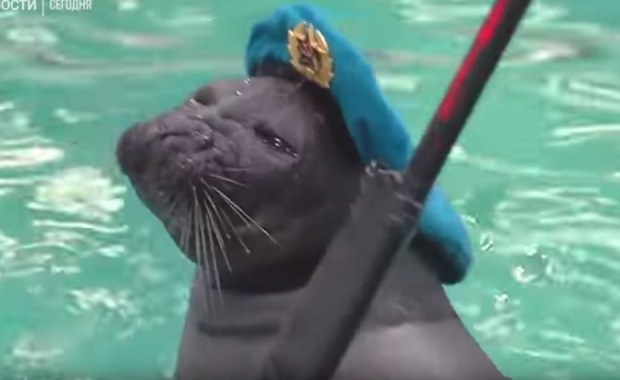 Tańczą i rozbrajają miny. Rosyjskie foki gotowe na Dzień Zwycięstwa