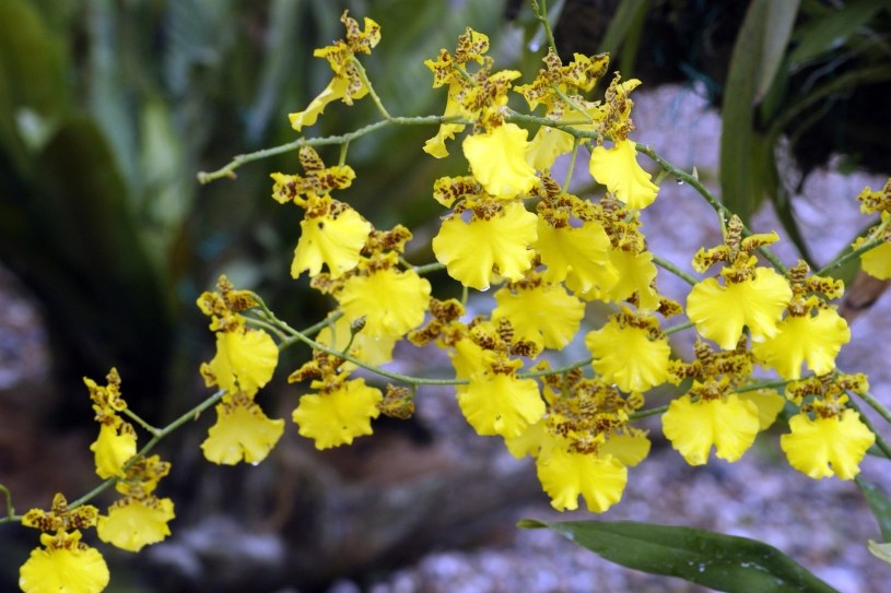 Tańcząca dama w sukni z motyli. Orchidea motylkowa szturmuje polskie domy