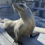 Tańcząca uchatka. Poczucie rytmu nie jest wyłącznie ludzką domeną