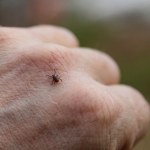 Tani sposób z kuchni najlepszy na kleszcze. Naukowcy potwierdzają skuteczność