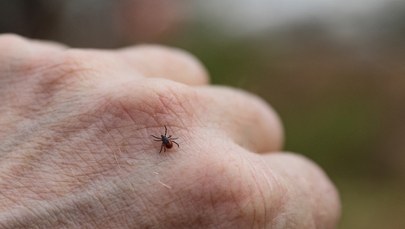 Tani sposób z kuchni najlepszy na kleszcze. Naukowcy potwierdzają skuteczność