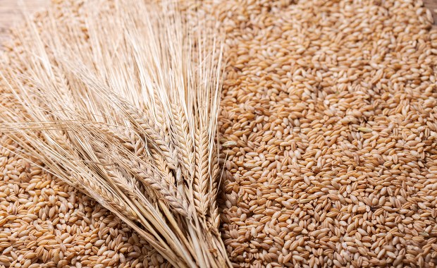 Tanie zboże w skupach. Rolnicy wstrzymują sprzedaż