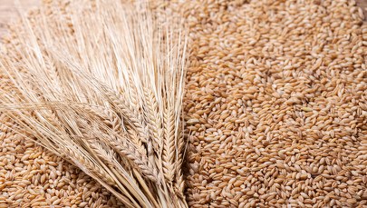 Tanie zboże w skupach. Rolnicy wstrzymują sprzedaż