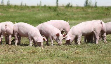 "Taniego mięsa już nie będzie". Producenci wieprzowiny ostrzegają