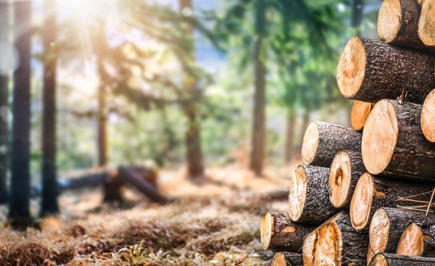 "Taniej porąbać meble i spalić". Ceny drewna opałowego szokują słuchaczy RMF FM