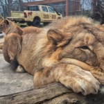 Tańsze bilety i koniec kolejek? Wrocławskie zoo wprowadza nowy system sprzedaży