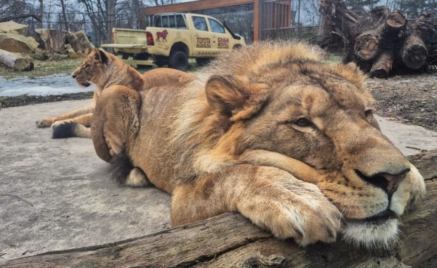 Tańsze bilety i koniec kolejek? Wrocławskie zoo wprowadza nowy system sprzedaży