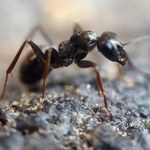 Tańsze i skuteczniejsze od pestycydów. Mrówki ochronią uprawy