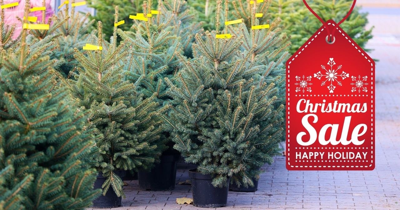 Tańsze, piękniejsze i bardziej eko. Zobacz, jak uratować swoją choinkę po świętach /Adobe Stock /INTERIA.PL