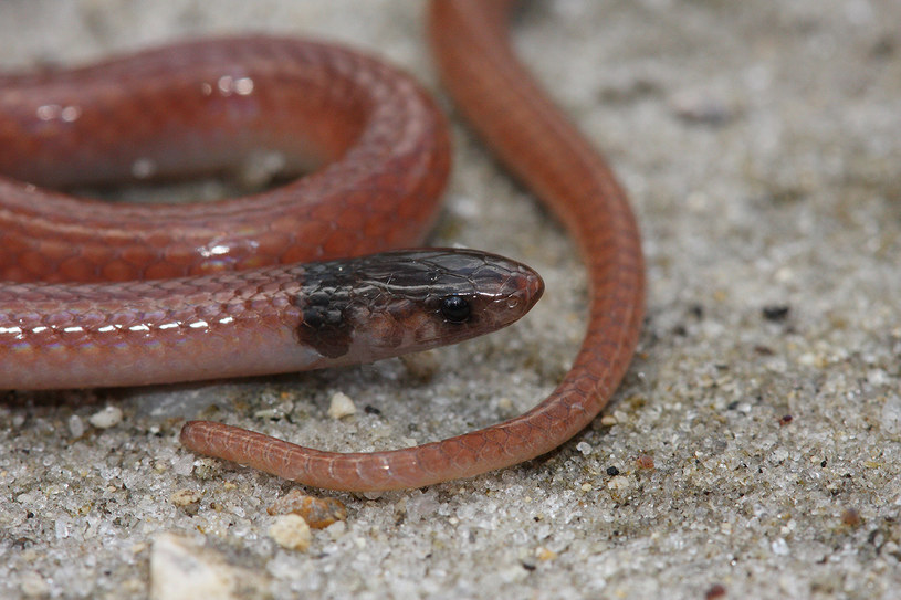 Tantilla oolitica to zagrożony wyginięciem gatunek węża z rodziny połozowatych.  / foto: Wikipedia /domena publiczna