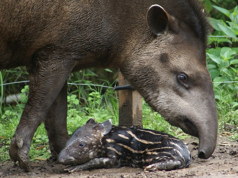 Tapir z młodym /	Mslecuona /Wikimedia