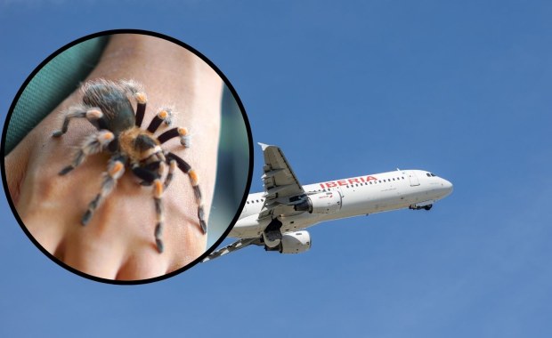 Tarantula ugryzła pilota. Dramat podczas lotu do Madrytu