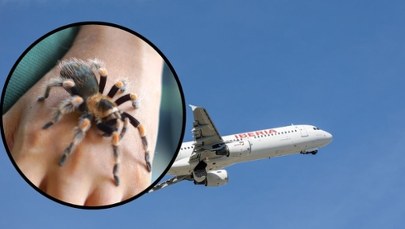 Tarantula ugryzła pilota. Dramat podczas lotu do Madrytu