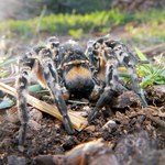 Tarantula ukraińska dotarła do Polski? To mógł być nasz największy pająk