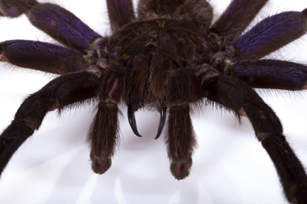 Tarantula /PASCAL GOETGHELUCK/Science Photo Library /East News