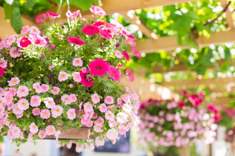 Taras czy balkon mogą pięknie się prezentować, jeśli wypełnimy je barwnymi kwiatami w podwieszanych doniczkach. Jakie rośliny wybrać? /Pixel