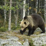 Tatry: 10-letni niedźwiedź wpadł pod koła kolejki wąskotorowej