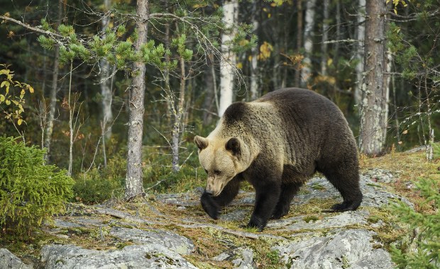 Tatry: 10-letni niedźwiedź wpadł pod koła kolejki wąskotorowej