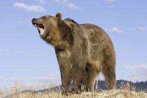 Tatry: 72-latek chciał zrobić zdjęcie z niedźwiedziem. Został pogryziony 