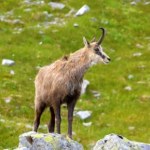 Tatry na zdjęciach z fotopułapek. Internauci pomagają naukowcom w badaniach