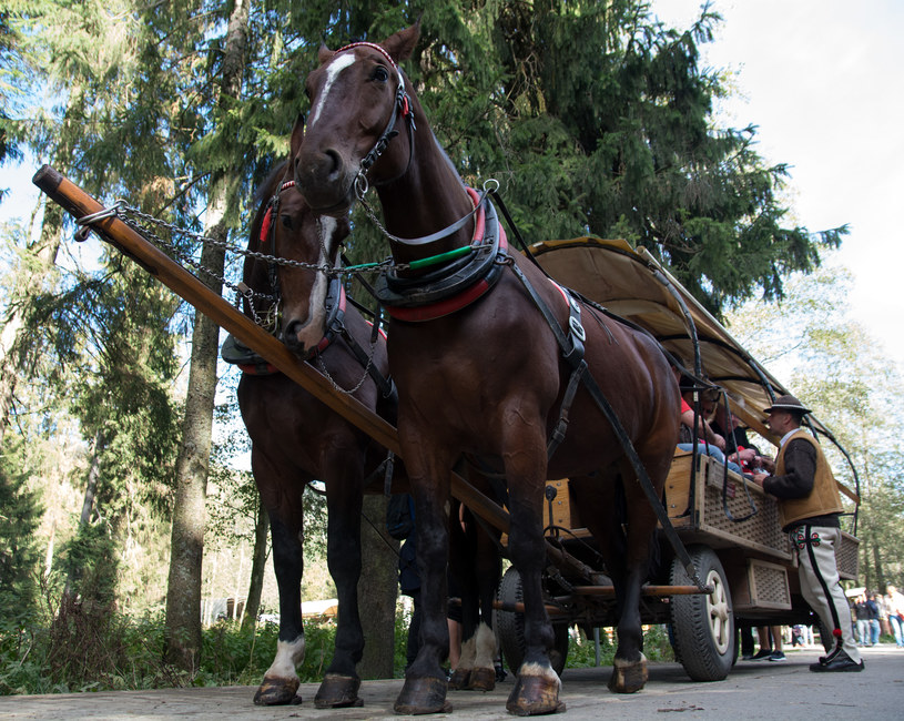 Tatry: Rozpoczęły się badania koni wożących turystów / Marcin Szkodzinski /Agencja FORUM