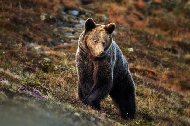 Tatrzański niedźwiedź na zdjęciu ilustracyjnym /Shutterstock