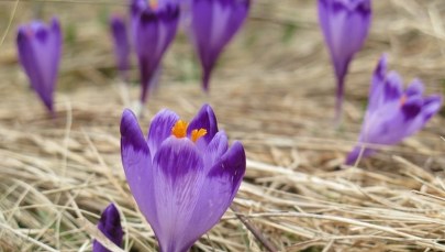 ​Tatrzański Park Narodowy szuka wolontariuszy do pilnowania... krokusów