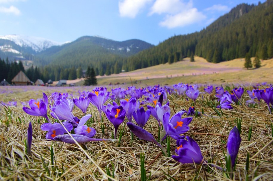 Tatrzańskie krokusy rozkwitną lada moment! Jak nie zadeptać piękna przyrody? /Shutterstock