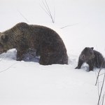 Tatrzańskie niedźwiedzie budzą się ze snu