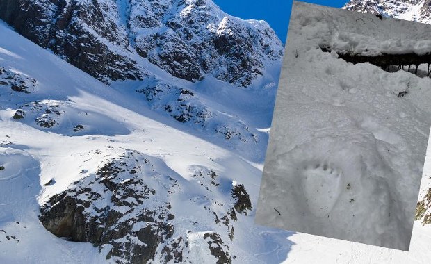 Tatrzańskie niedźwiedzie nie chcą spać. Na śniegu widać tropy 