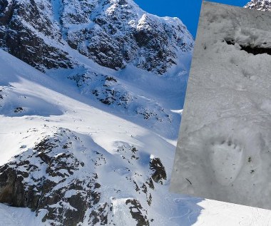 Tatrzańskie niedźwiedzie nie chcą spać. Na śniegu widać tropy 