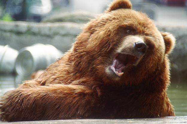Tatrzańskie niedźwiedzie szykują się do zimy /123RF/PICSEL