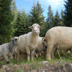 Tatrzańskie niedźwiedzie z apetytem na owce