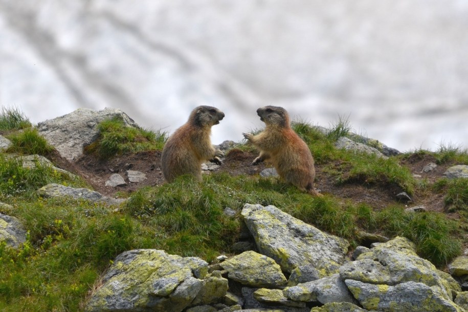Tatrzańskie świstaki /foto. TPN /