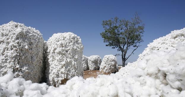 Tchibo jest trzecim na świecie producentem bawełny ekologicznej /AFP